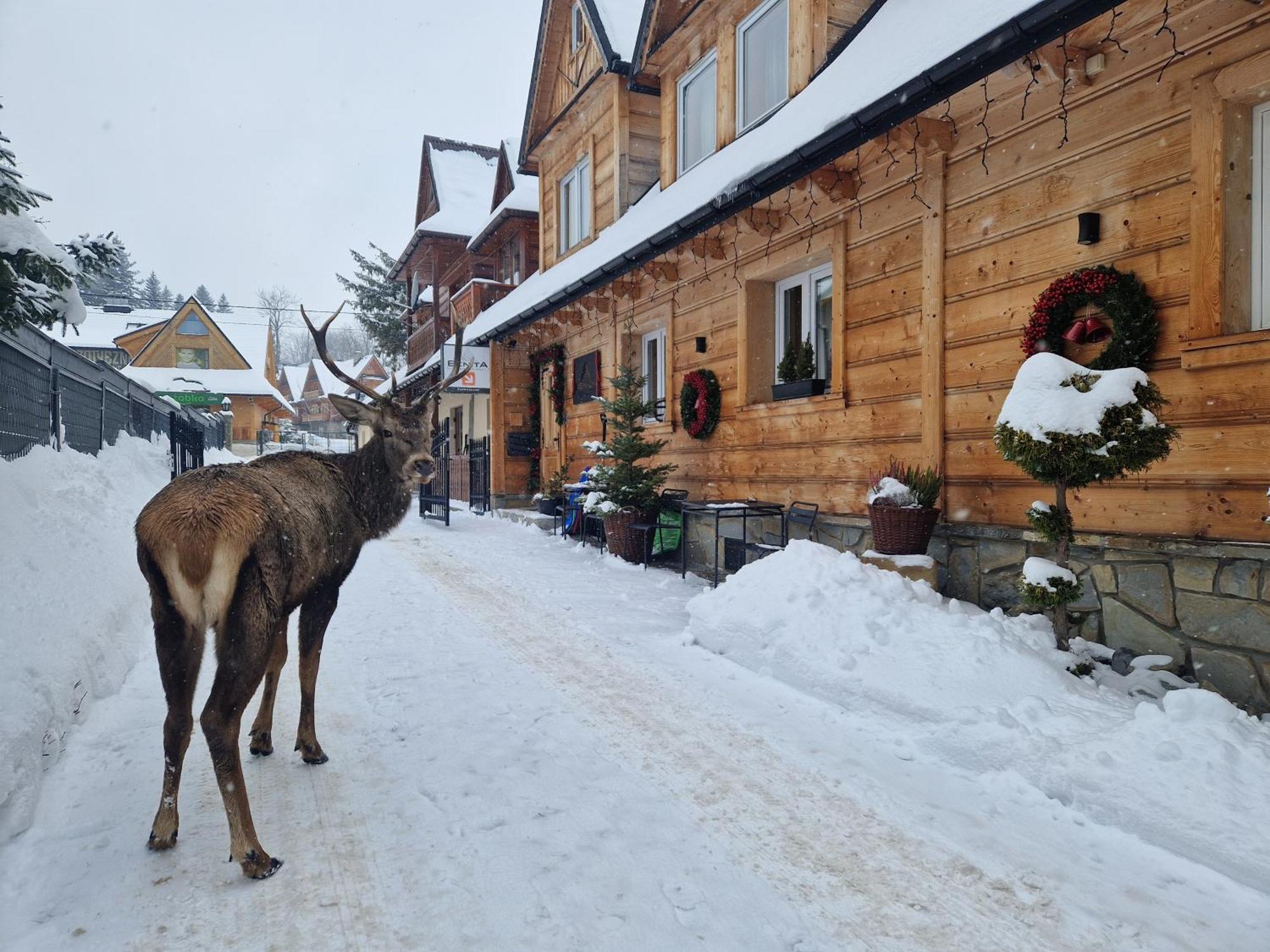 Pokoje Goscinne Benita, Zakopane